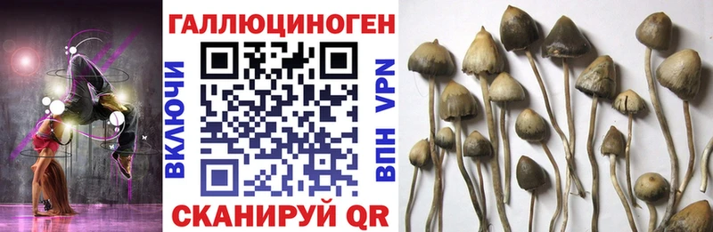 Галлюциногенные грибы Psilocybe  где продают   Нюрба 